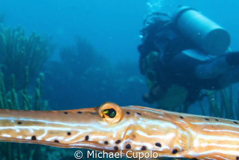 Trumpet fish by Michael Cupolo 