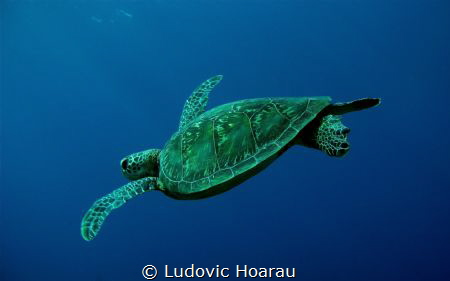 Young Green Turtle Chelonia mydas by Ludovic Hoarau 