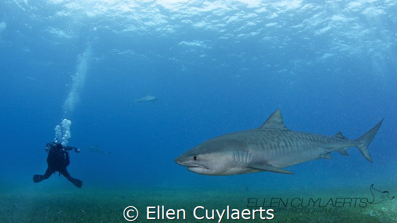 Meeting Tiger sharks after some stormy days! by Ellen Cuylaerts 