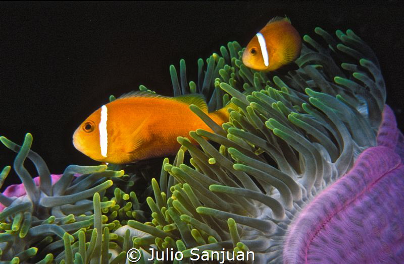 Clownfish and anemona. by Julio Sanjuan 