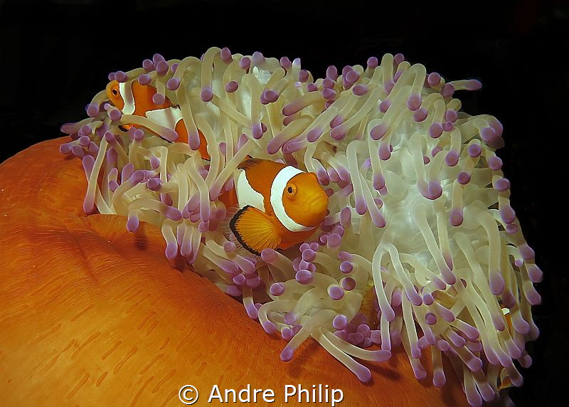 The Family - Clownfishes in her anemone by Andre Philip 