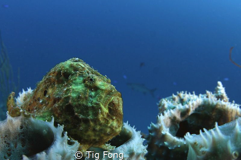 First CFWA attempt: Longlure Frogfish on house reef off B... by Tig Fong 