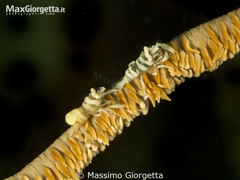 Shrimp on whip - Pontonnides ankeri by Massimo Giorgetta 