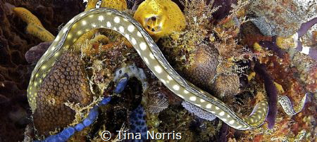 Spotted Eel by Tina Norris 