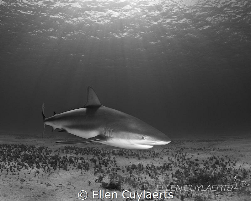 Caribbean reef shark at Tiger Town! by Ellen Cuylaerts 