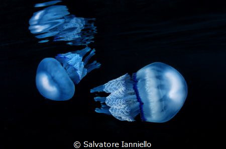 Theer jellyfish by Salvatore Ianniello 
