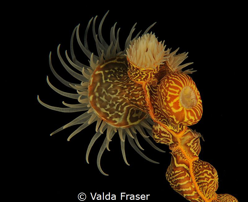 A gorgonian wrapper, so pretty but really a nasty parasite. by Valda Fraser 