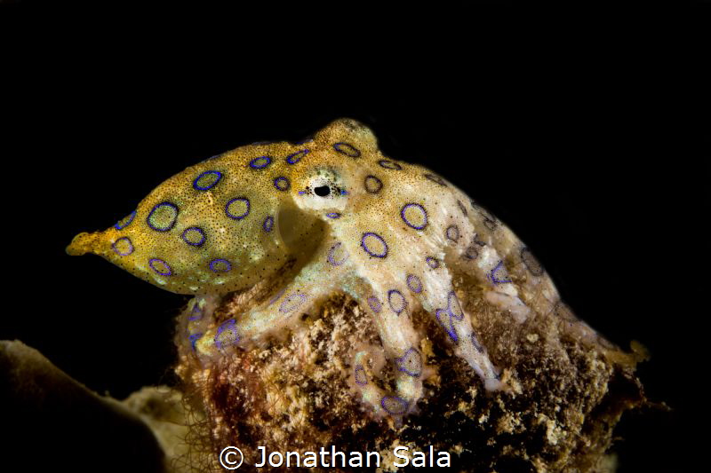 Blue Ringed Octopus by Jonathan Sala 
