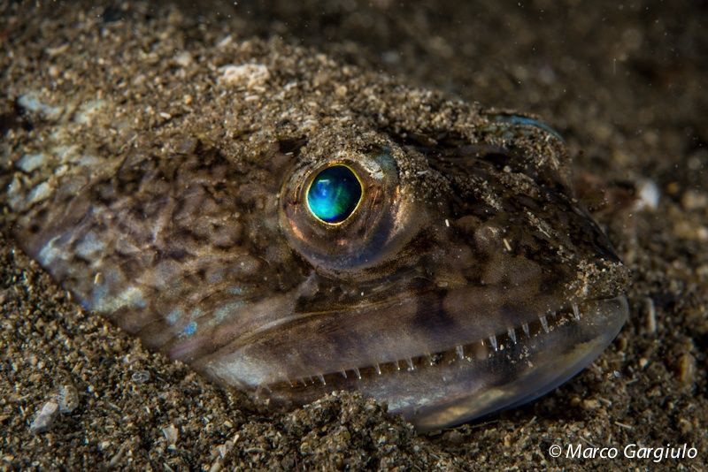 Mediterranean Lizardfish fish by Marco Gargiulo 