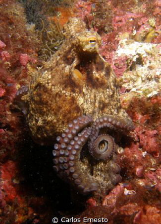 octopus by Carlos Ernesto 