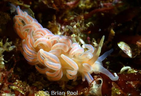 Luminescent nudi laying eggs (i think?) by Brian Pool 