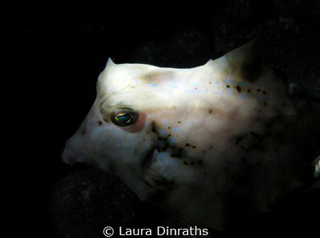 Thornback trunkfish during a night dive by Laura Dinraths 
