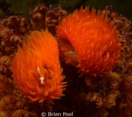 'pompom' nudis that I've never seen before, creating more... by Brian Pool 