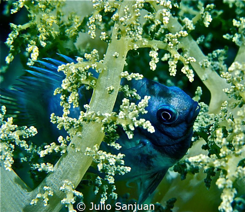 Dammelfish in soft coral by Julio Sanjuan 