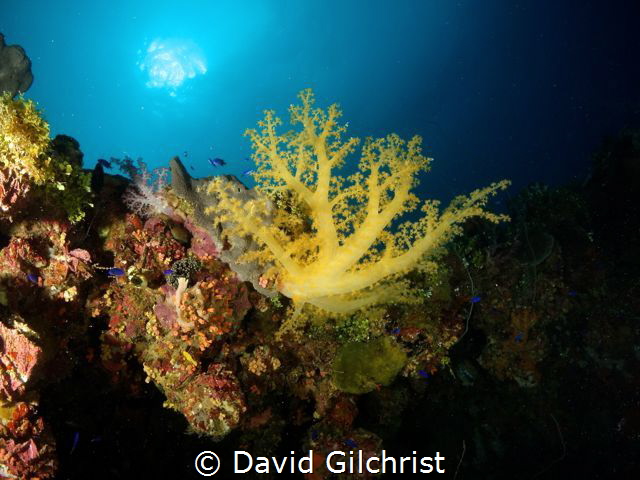 A 'splash' of colour, Chuuk Lagoon by David Gilchrist 