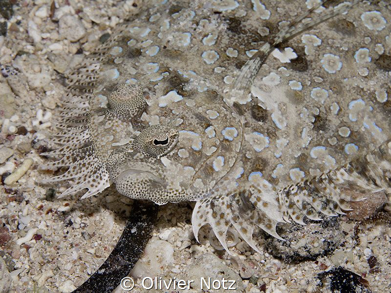 panther flounder (both us pantherinus), perfectly conceal... by Olivier Notz 