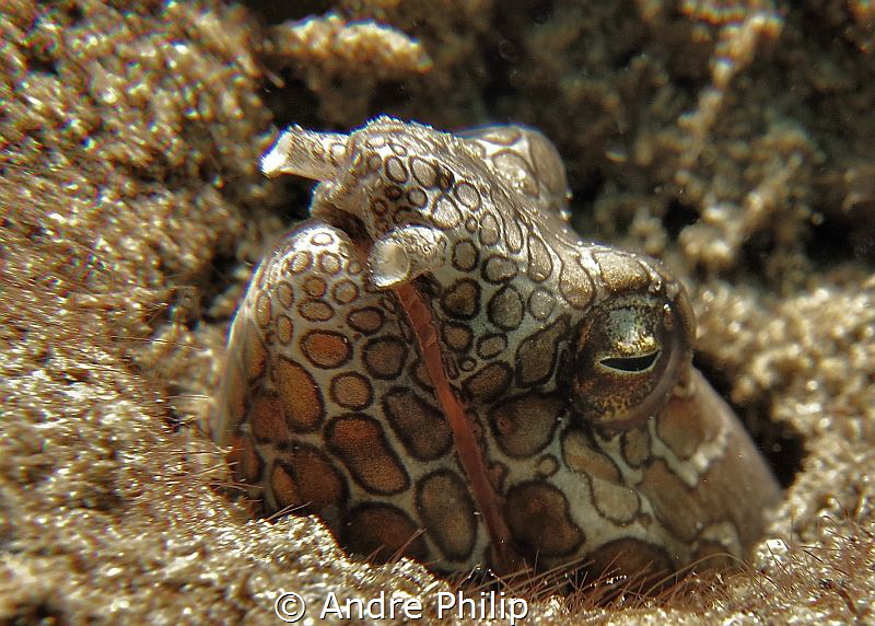 Napoleon Snake eel by Andre Philip 