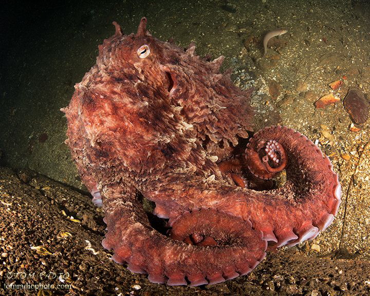 Giant Pacific Octopus
Seattle, WA U.S.A. by Tom Radio 