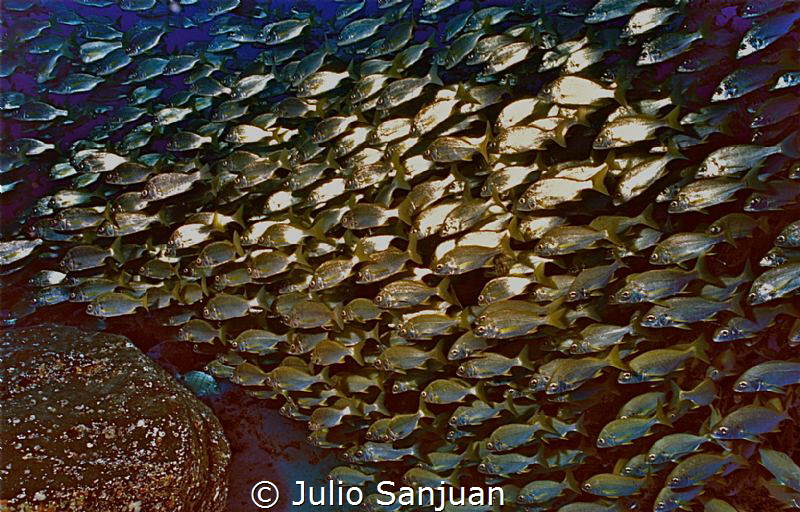 Fish shoal in Isla del Hierro, Canary Islands (Spain) by Julio Sanjuan 