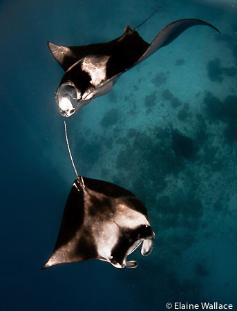 Snorkelling with manta from a live aboard. by Elaine Wallace 