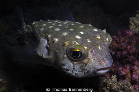 Yellowspotted burrfish
(Cyclichthys spilostylus)

NIKO... by Thomas Bannenberg 