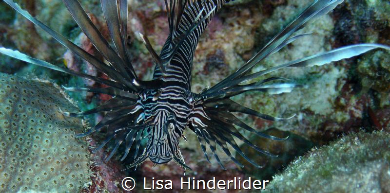 All fanned out & hovering in the water, a Lionfish lurks. by Lisa Hinderlider 