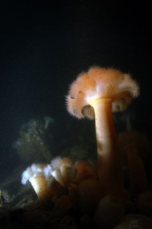 Plumose Anemones. Firth of Forth, Scotland. Nikon D70. by Grant Kennedy 