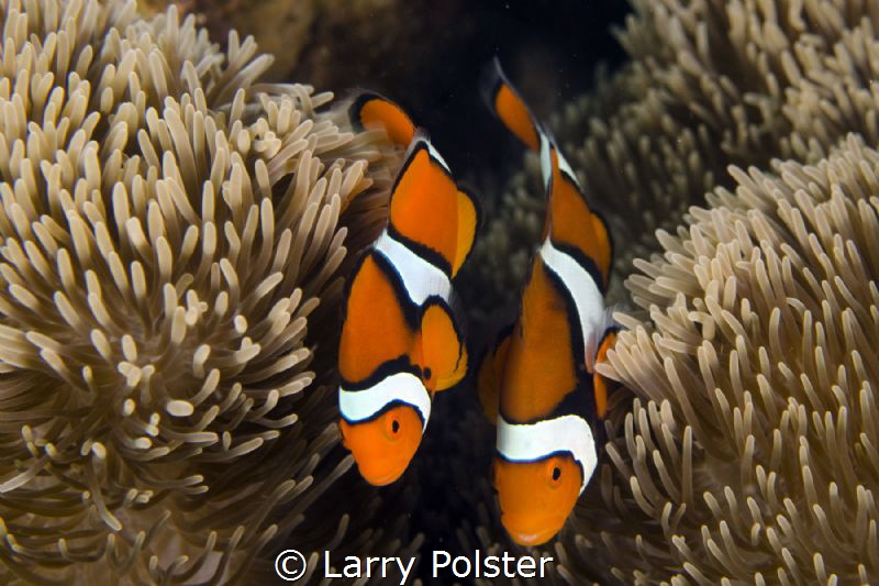 Clown anemone dancing around their home by Larry Polster 