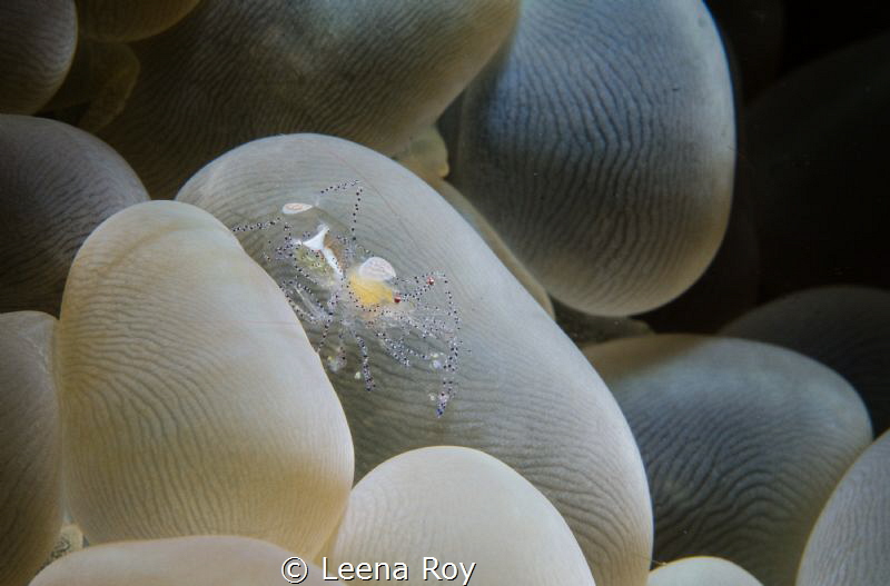Shrimp on bubble coral by Leena Roy 