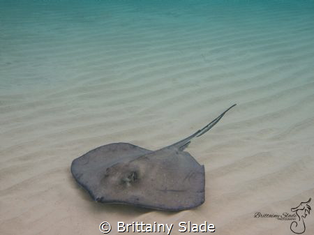Stingray City, Grand Cayman
right at dawn when the sun w... by Brittainy Slade 