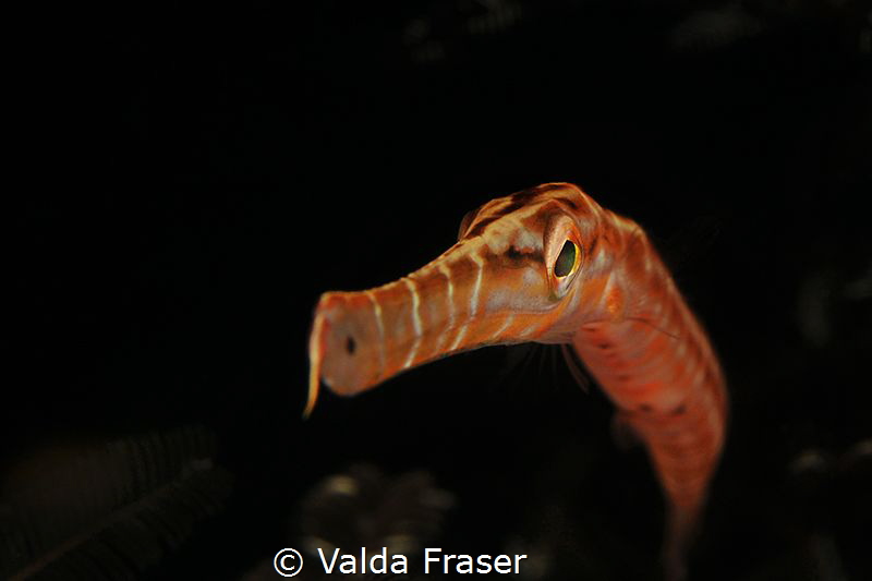 A trumpetfish. by Valda Fraser 
