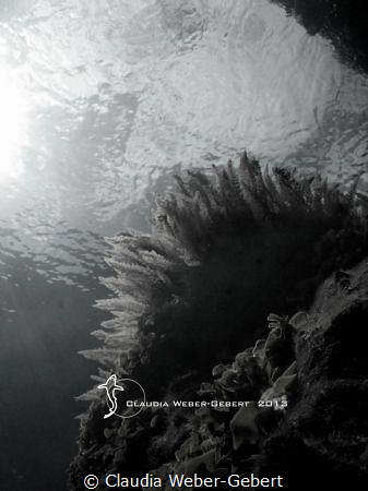 reef life - impressions in B&W
El Hierro - Canary Island... by Claudia Weber-Gebert 
