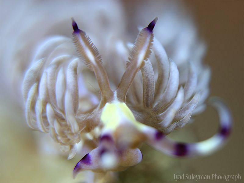 Nudibranch from Kapalai island by Iyad Suleyman 