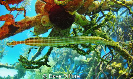 Trumpetfish on James Bond Thunderball Wreck by Dave Difiore 