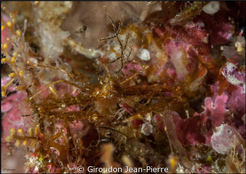 A very small crab by Giroudon Jean-Pierre 