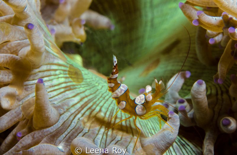 Squat shrimp on anemone by Leena Roy 