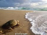 Loggerhead Turtle headed back to the water after nesting ... by Donna Rogers 