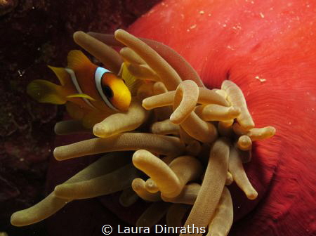 Juvenile anemonefish in red anemone tentacles by Laura Dinraths 