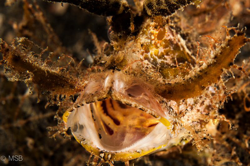Ambon scorpionfish in Lembeh. by Mehmet Salih Bilal 