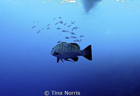 Grouper by Tina Norris 
