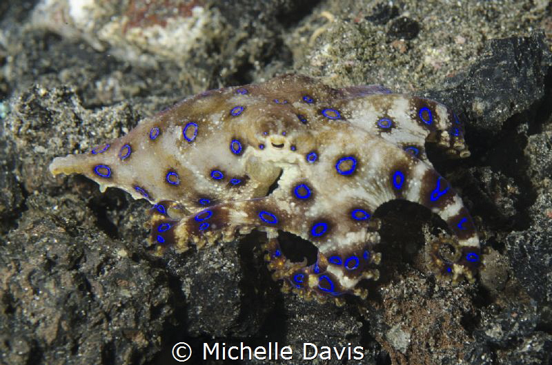 Blue ringed Octopus by Michelle Davis 