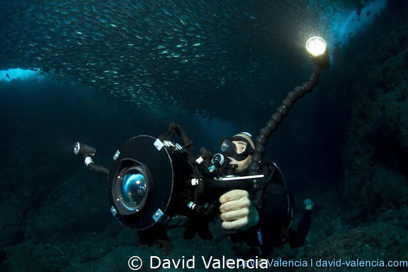 This diver videos a swim through a huge school of green j... by David Valencia 