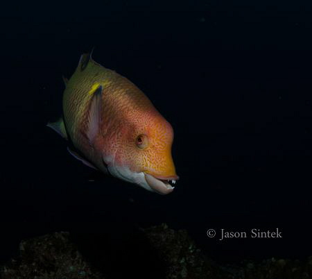 The Hogfish is a common resident of the Socorro Islands. ... by Jason Sintek 
