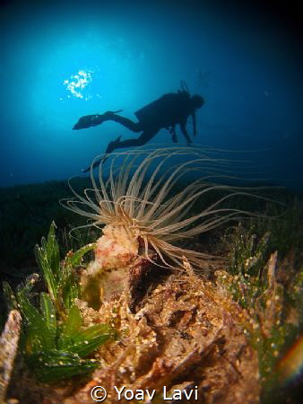 Anemone and diver by Yoav Lavi 
