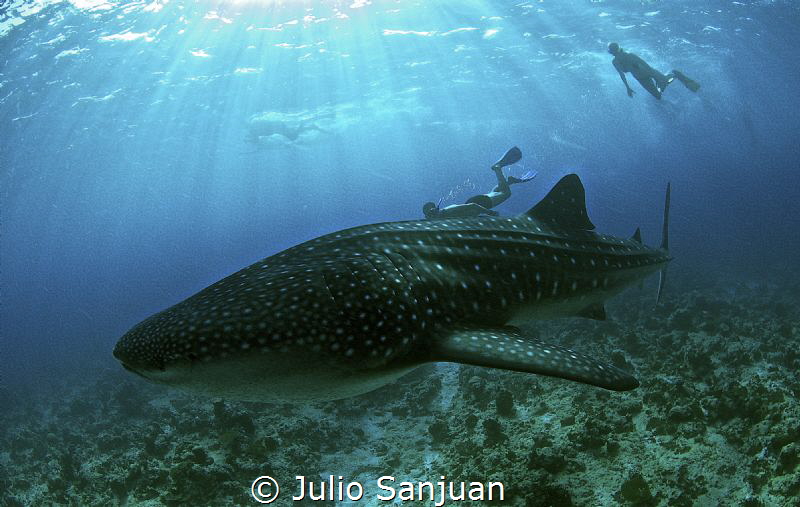 My son Julio, meeting with a whale shark in Maldives. by Julio Sanjuan 