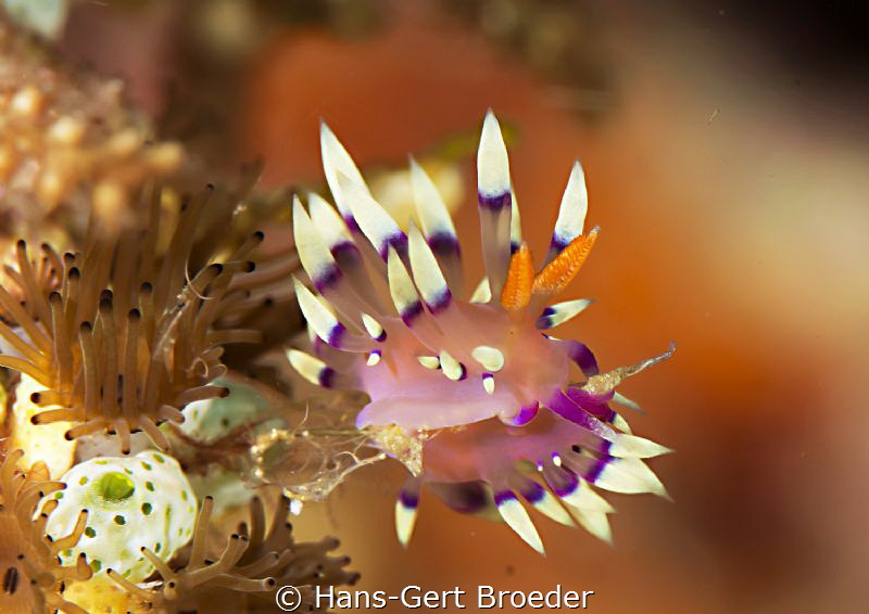 Flabellina exoptata
Bunaken,Sulawesi,Indonesia, Bunaken ... by Hans-Gert Broeder 