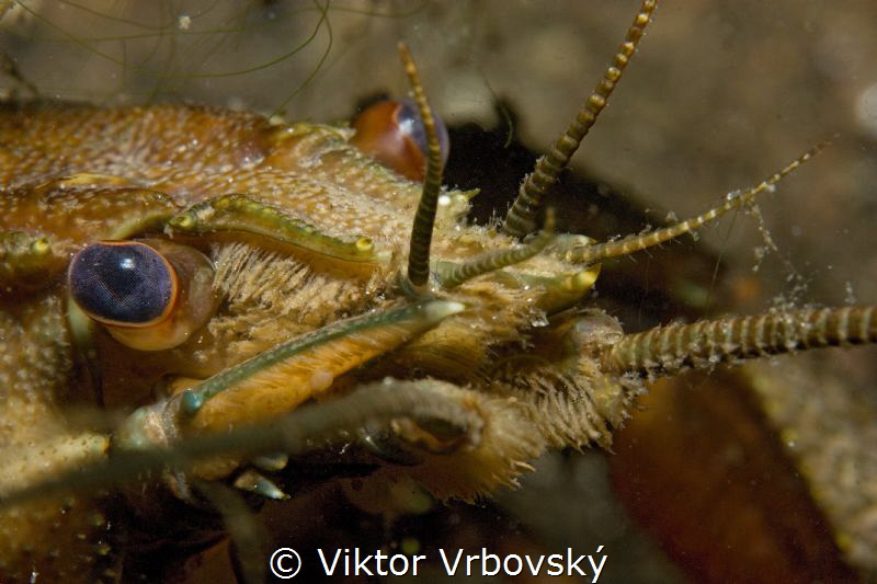 The eye of the crayfish :-) by Viktor Vrbovský 