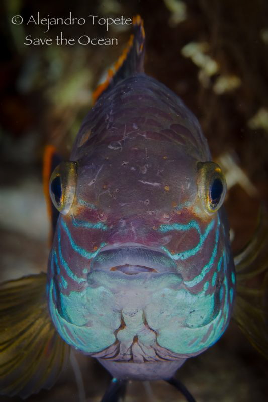Close Up fish, Las Estacas Mexico by Alejandro Topete 