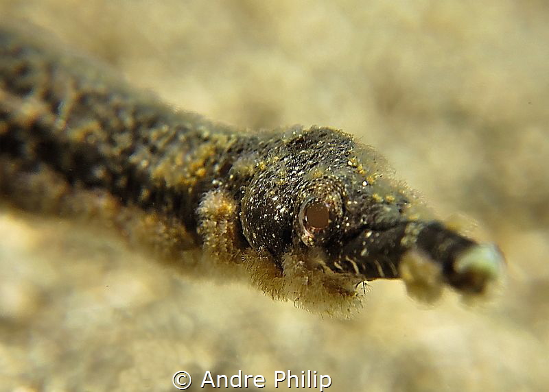 Pipefish - Portrait by Andre Philip 