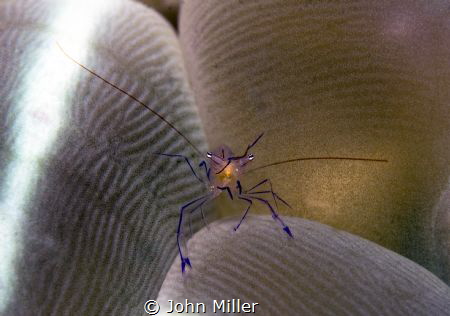 Bubble Shrimp by John Miller 